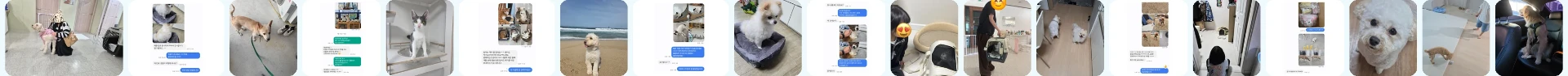 새 가족을 만난 반려동물들의 입양 소식 모음 첫 번째 줄